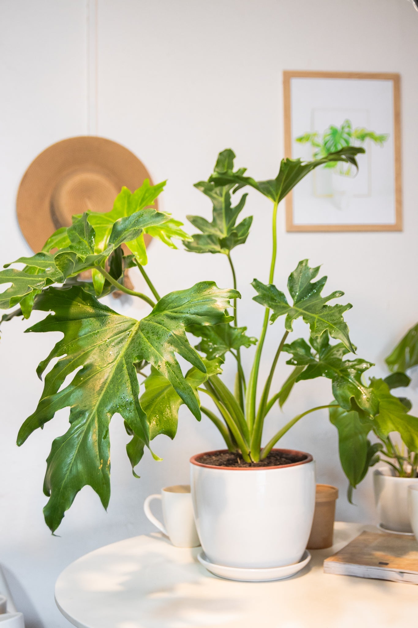 como reproducir philodendron Filodendro Paraguayo | Comprar online · Envío Chile