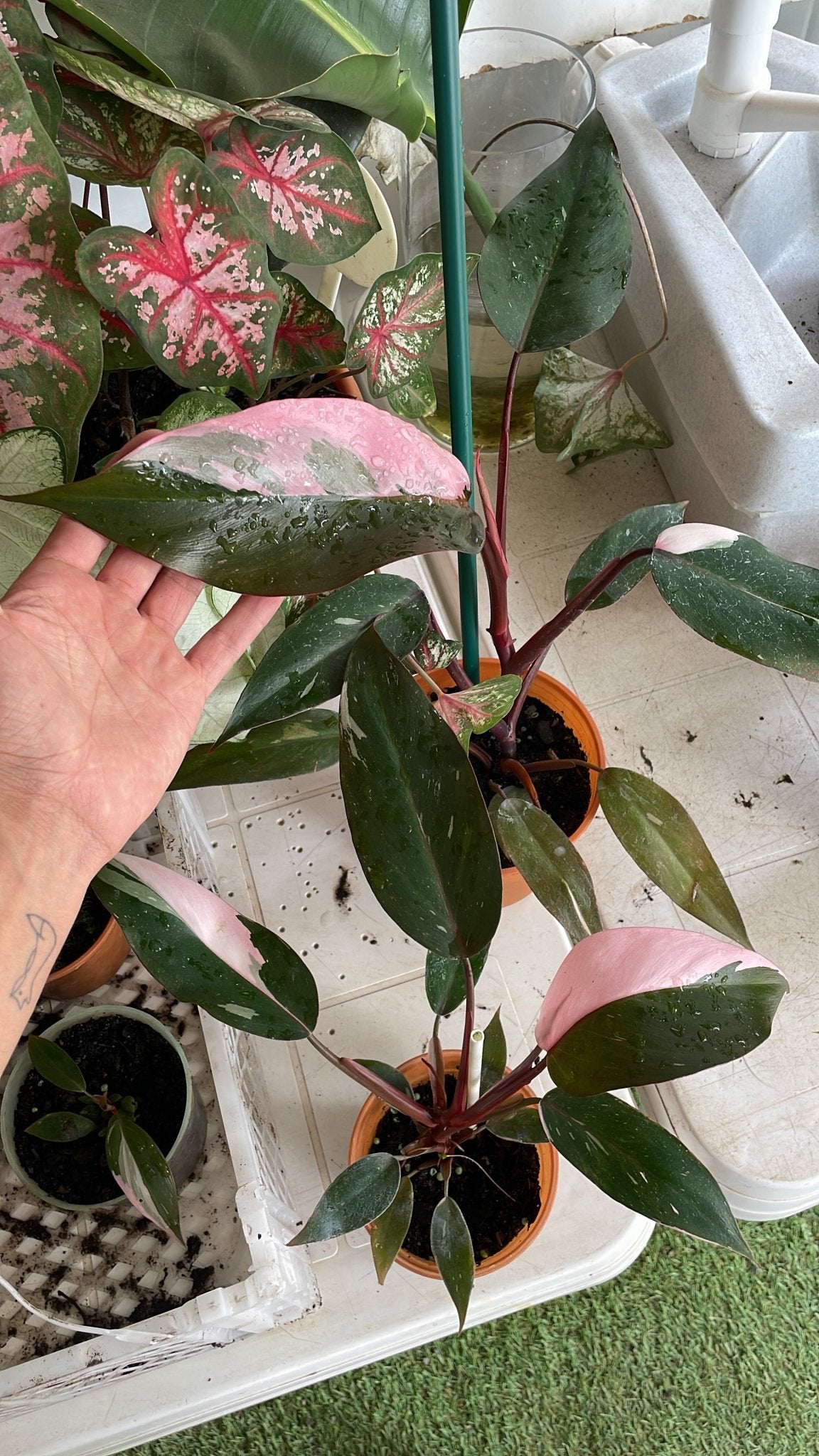 Filodendro Pink Princess