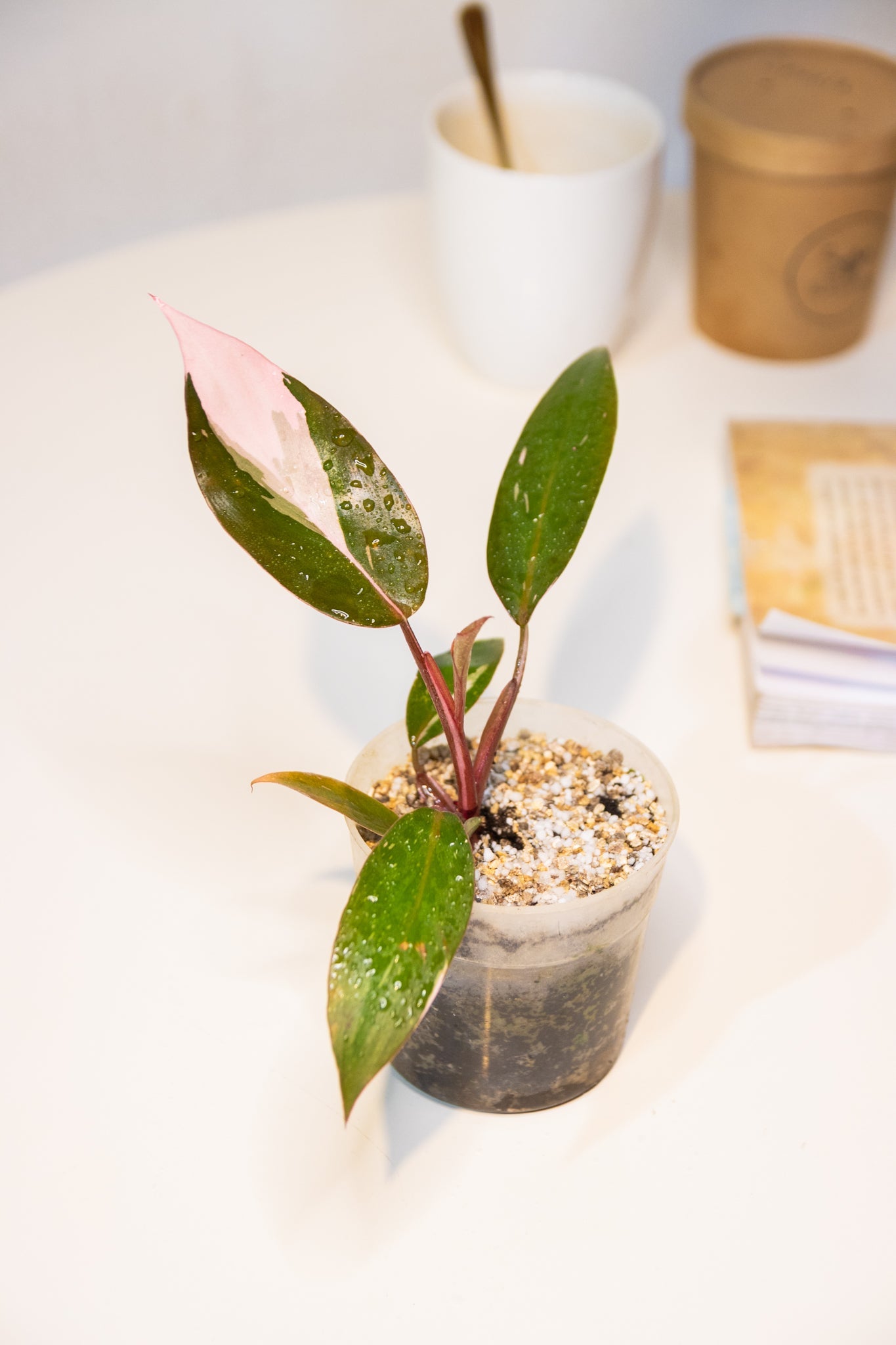 Filodendro Pink Princess