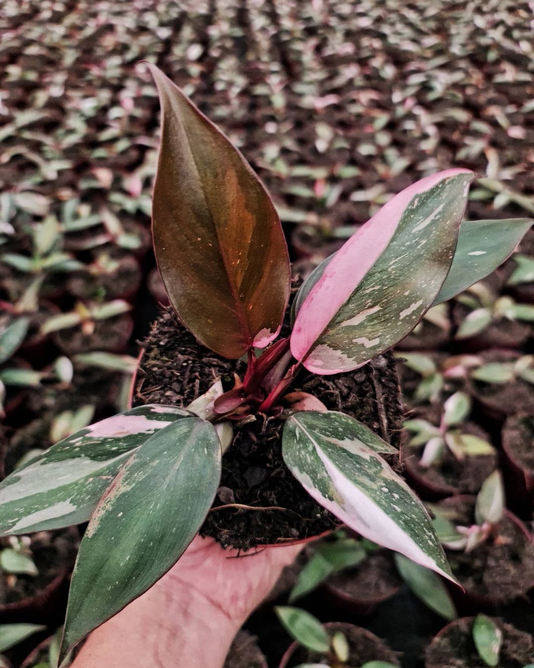 Filodendro Pink Princess