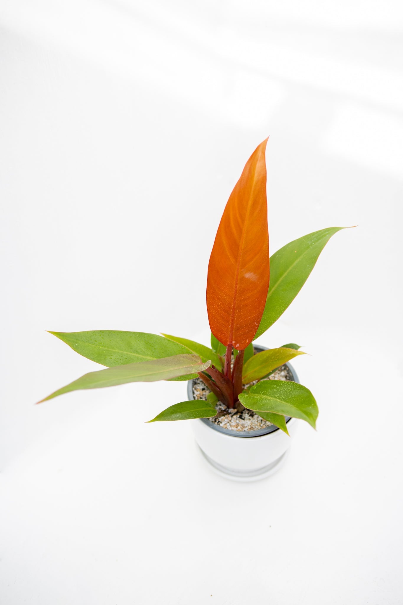 Filodendro Prince Orange