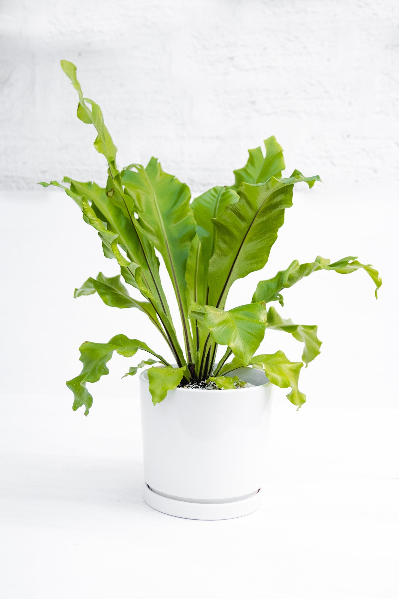 Helecho Asplenium - Kenäz