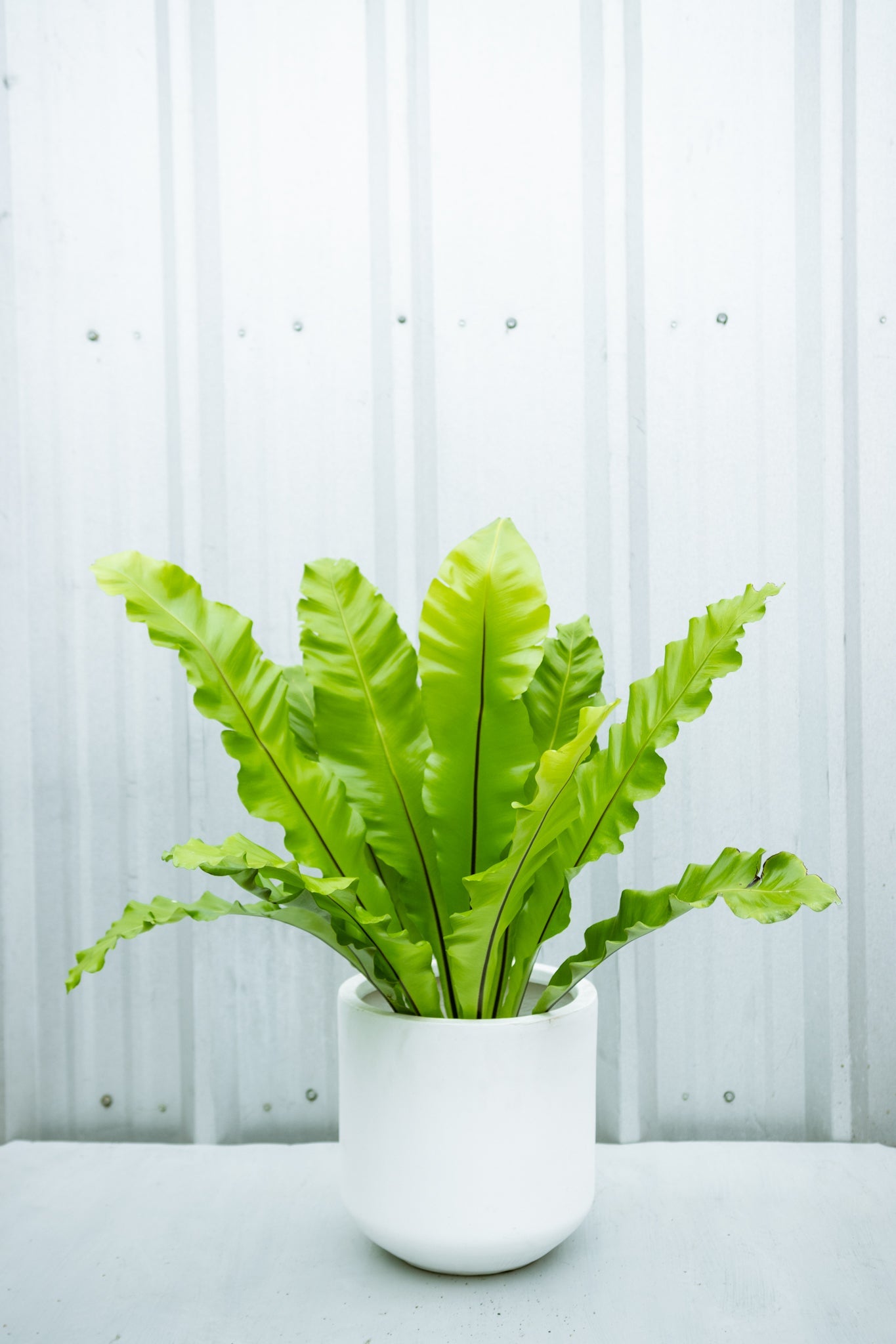 Helecho Asplenium - Kenäz