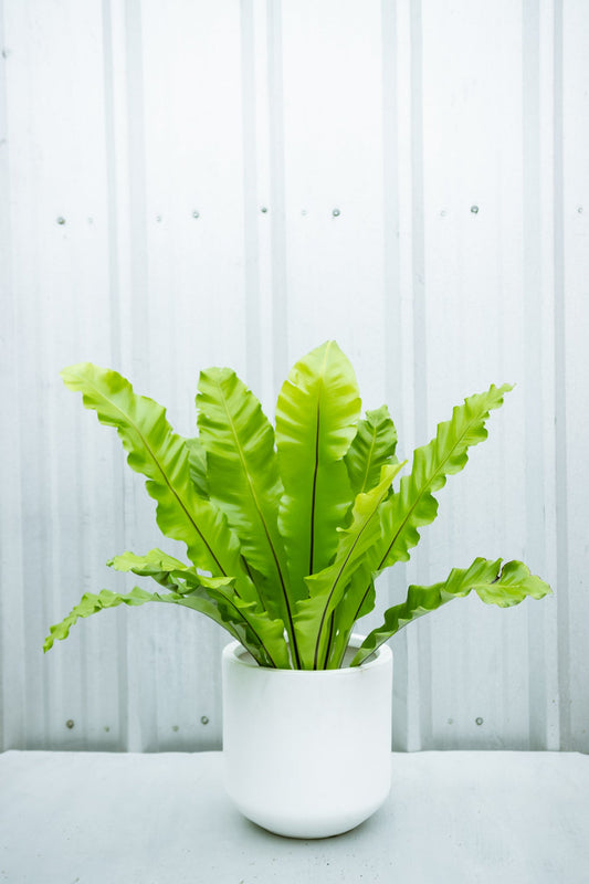 Helecho Asplenium - Kenäz
