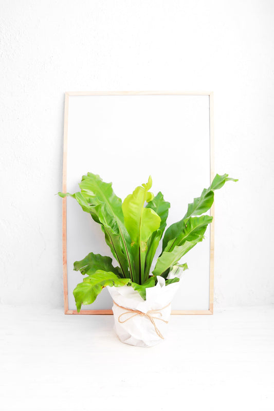Helecho Asplenium - Kenäz