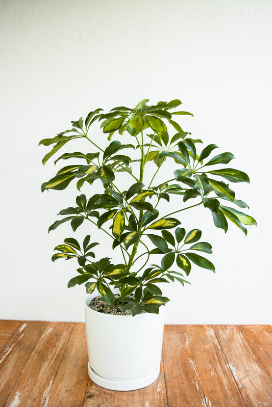 Schefflera