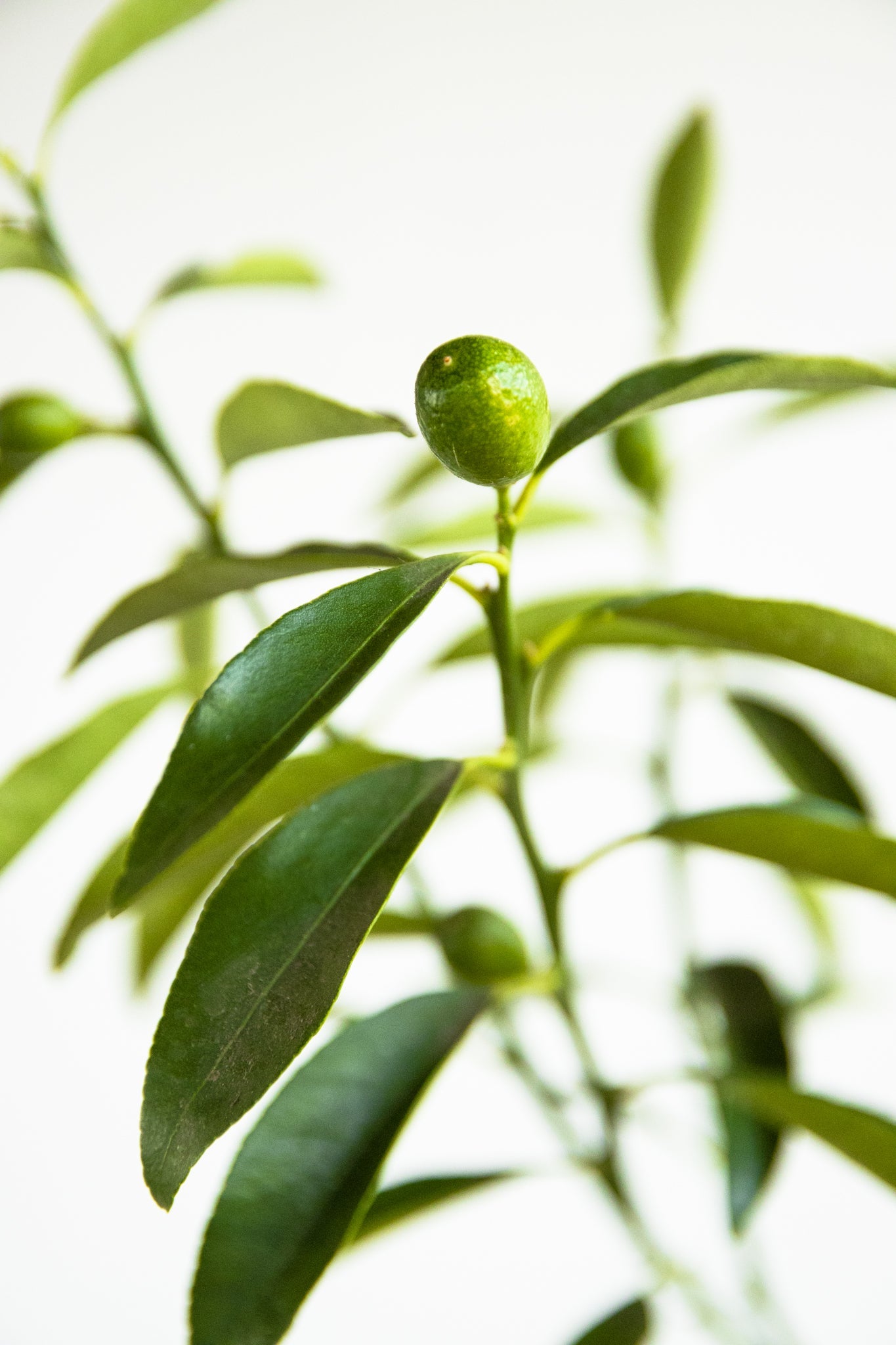 Kumquat - Kenäz