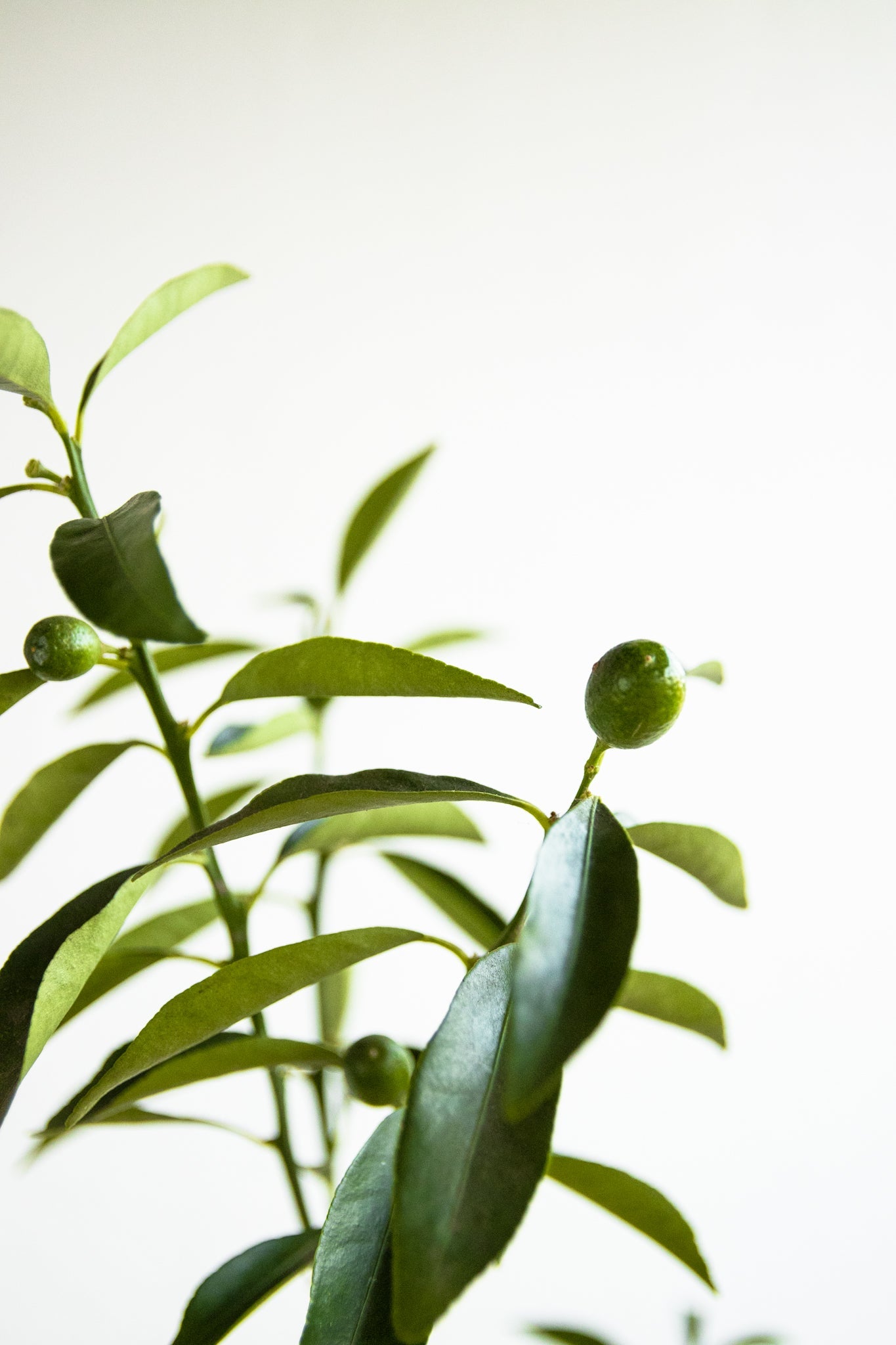 Kumquat - Kenäz