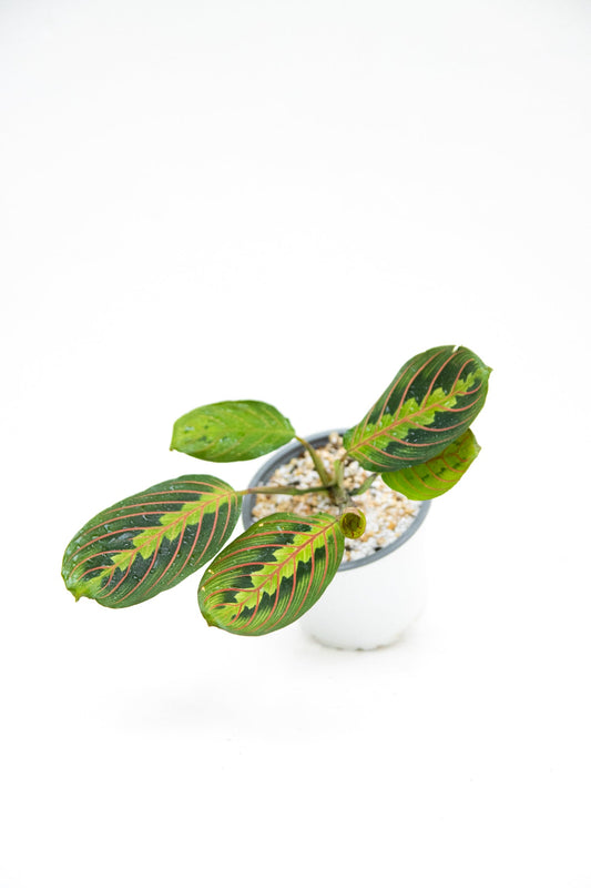 Maranta Leuconeura