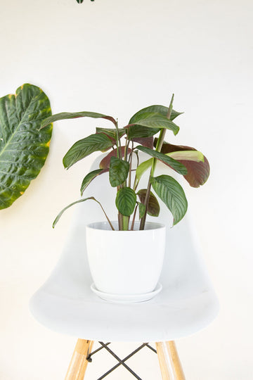 Maranta Setosa