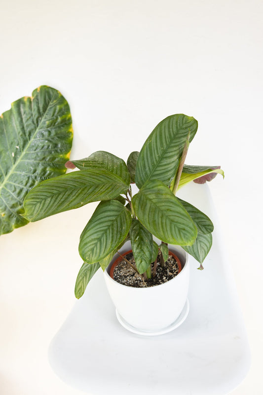 Maranta Setosa