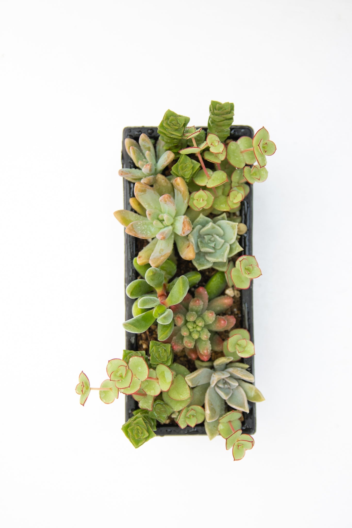 Mini Jardinera Suculentas