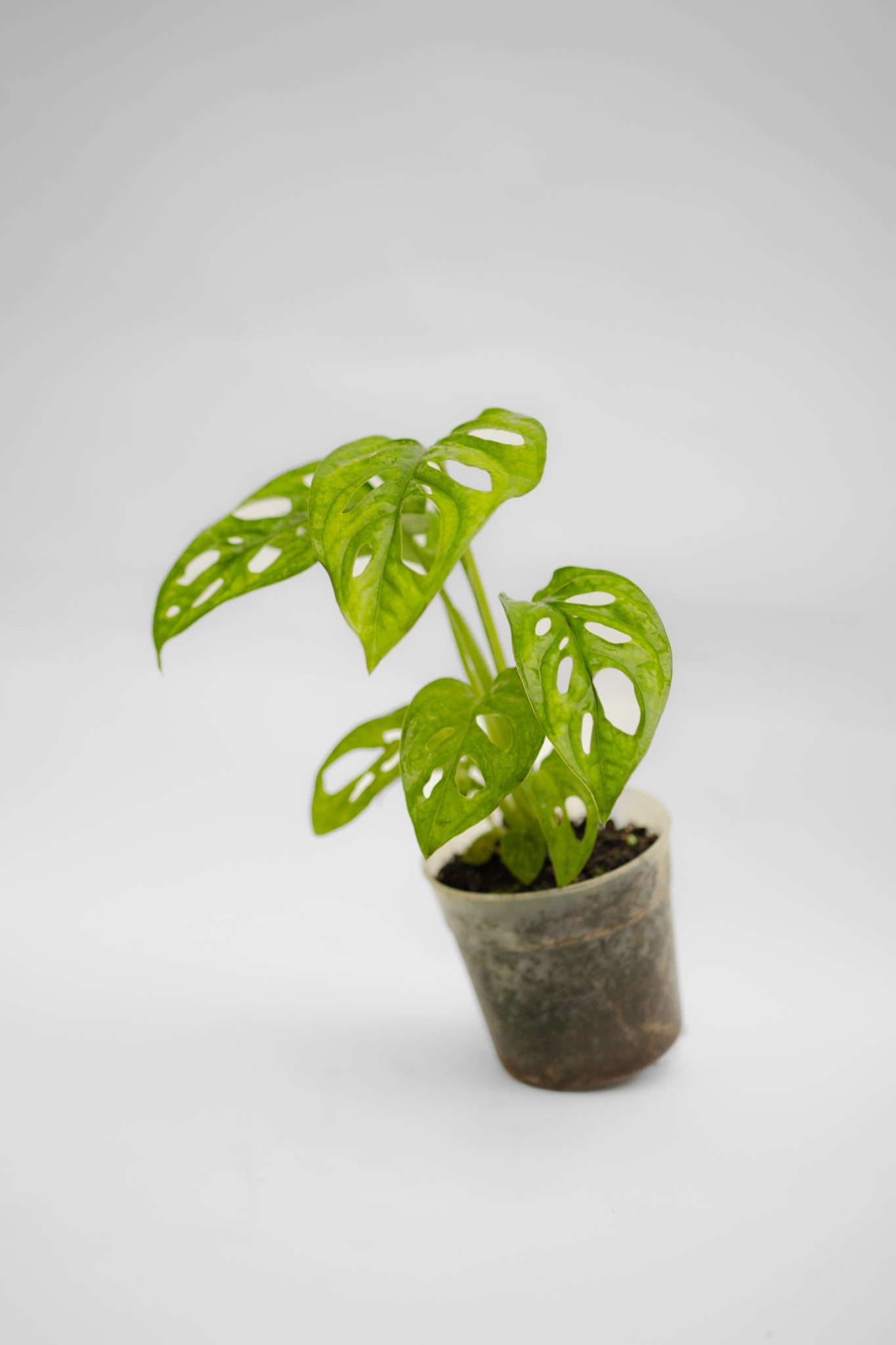Monstera Adansonii Enana