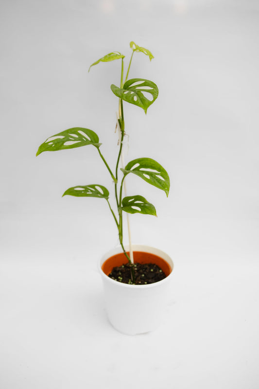 Monstera Adansonii Enana