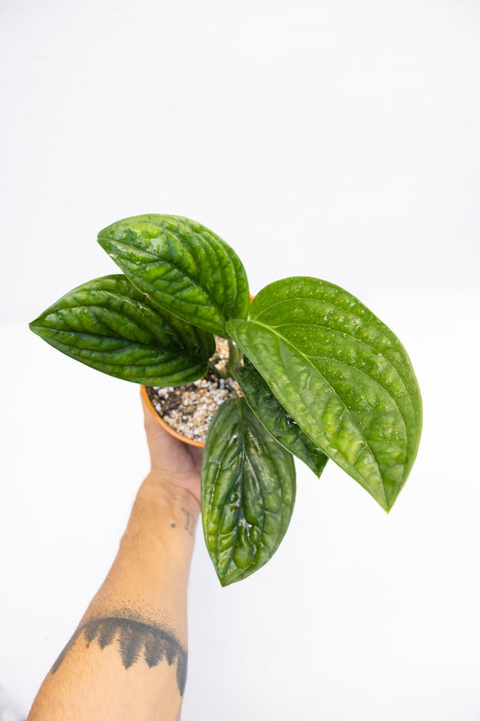 Monstera Perú