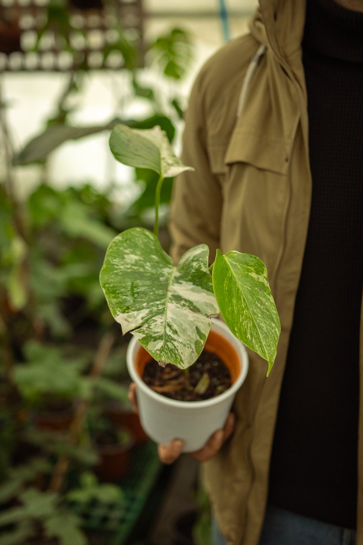 Variegada Monstera Monstera Variegada