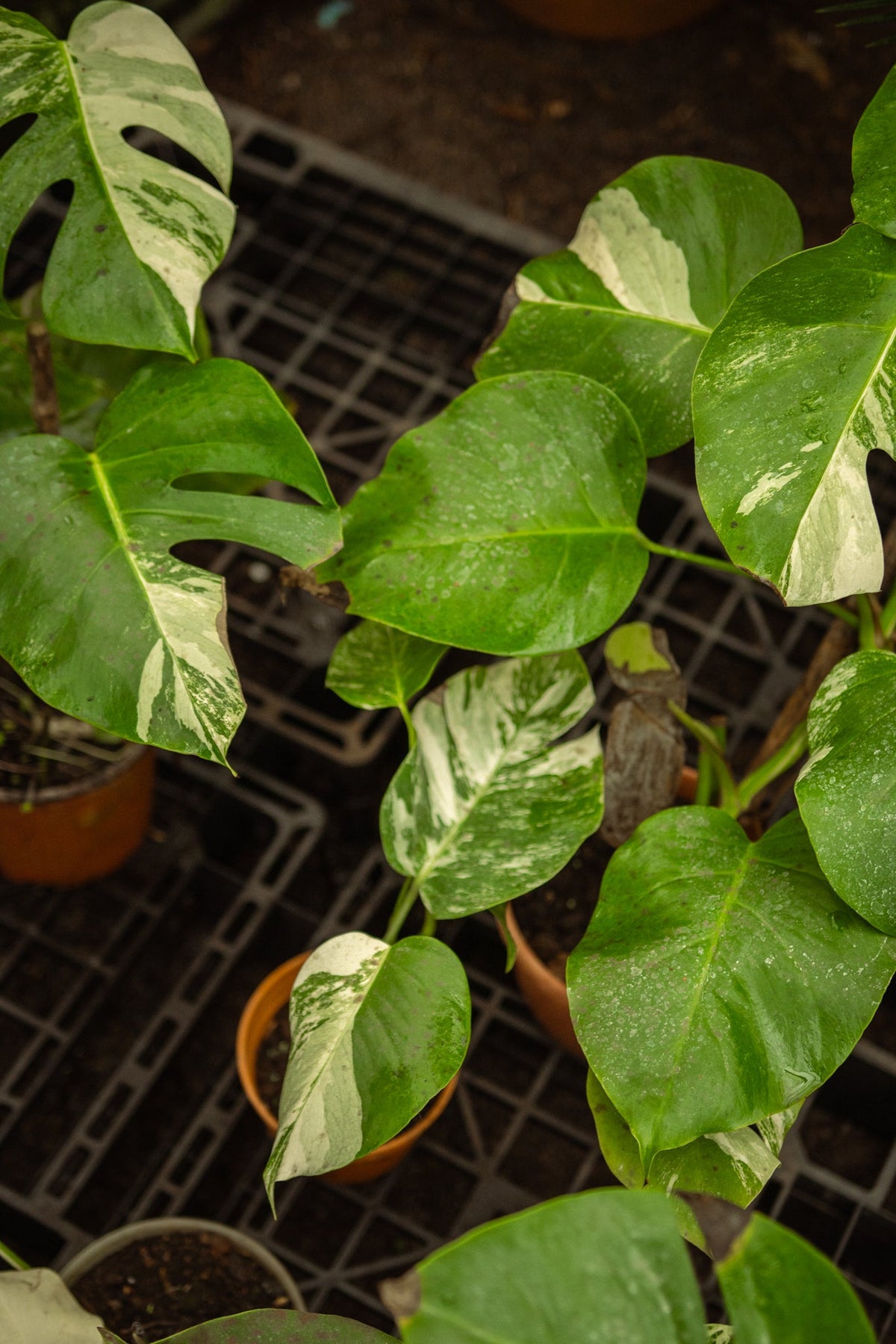 Variegada Monstera Monstera Variegada