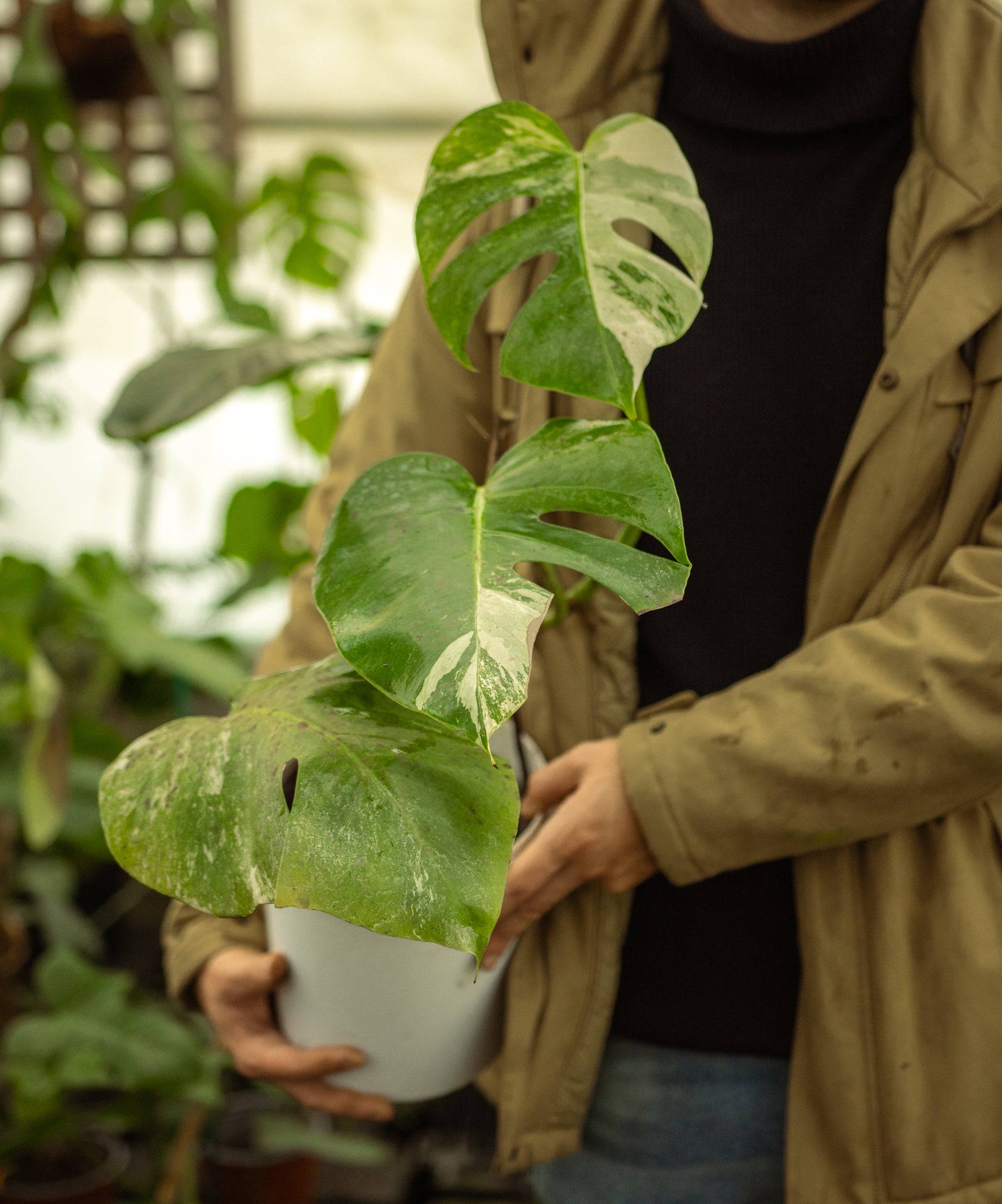cual es la planta monstera Monstera Variegada | Planta de colección exclusiva | Comprar