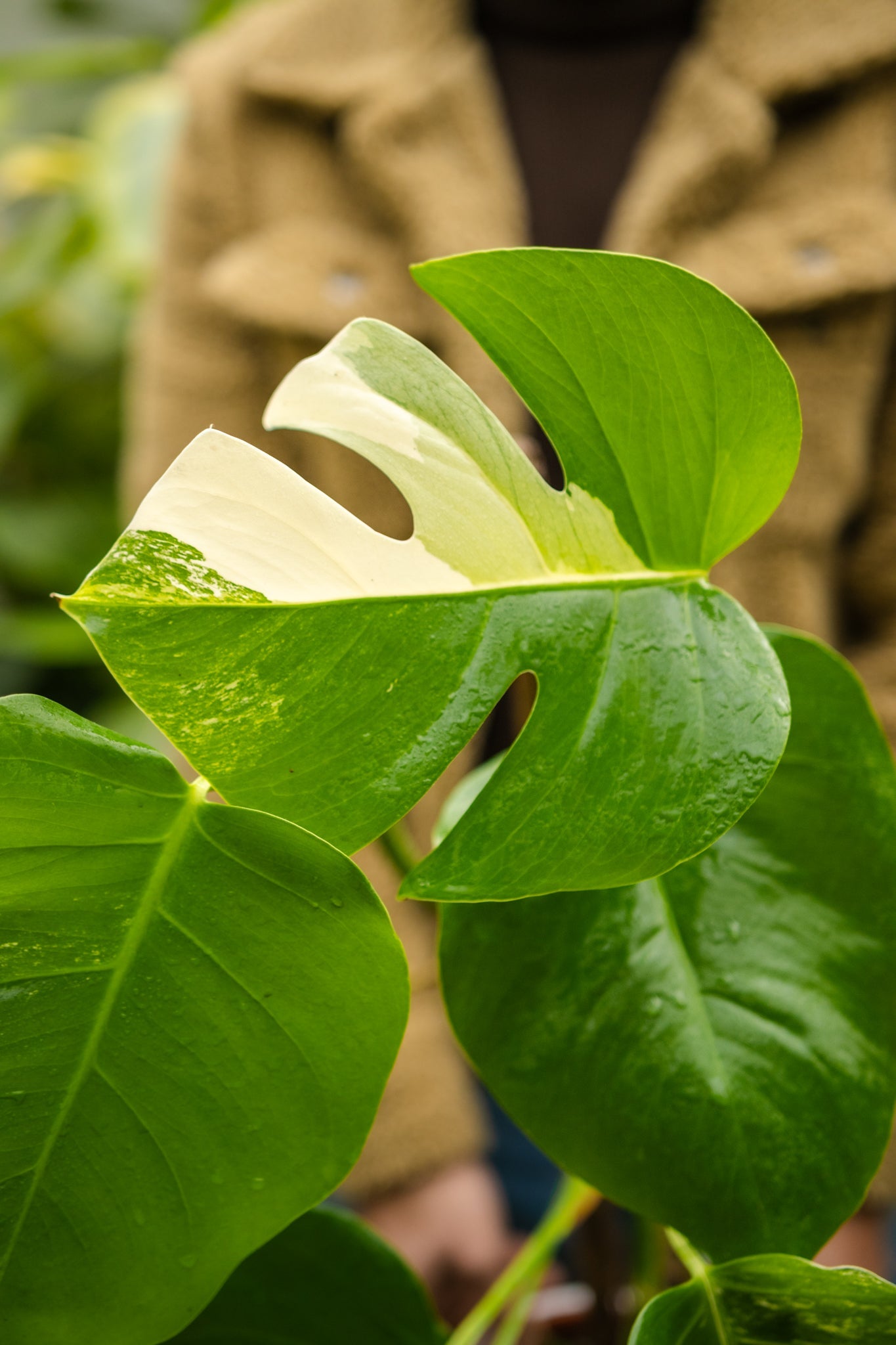 tipos de monsteras variegadas Monstera Variegada | Planta de colección exclusiva | Comprar