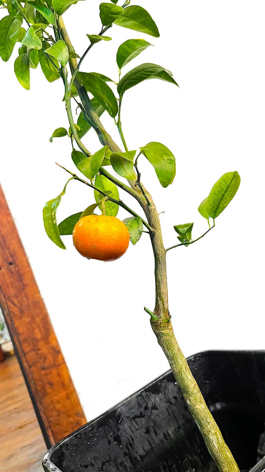 Naranja Thompson
