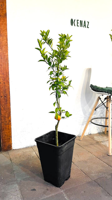 Naranja Thompson