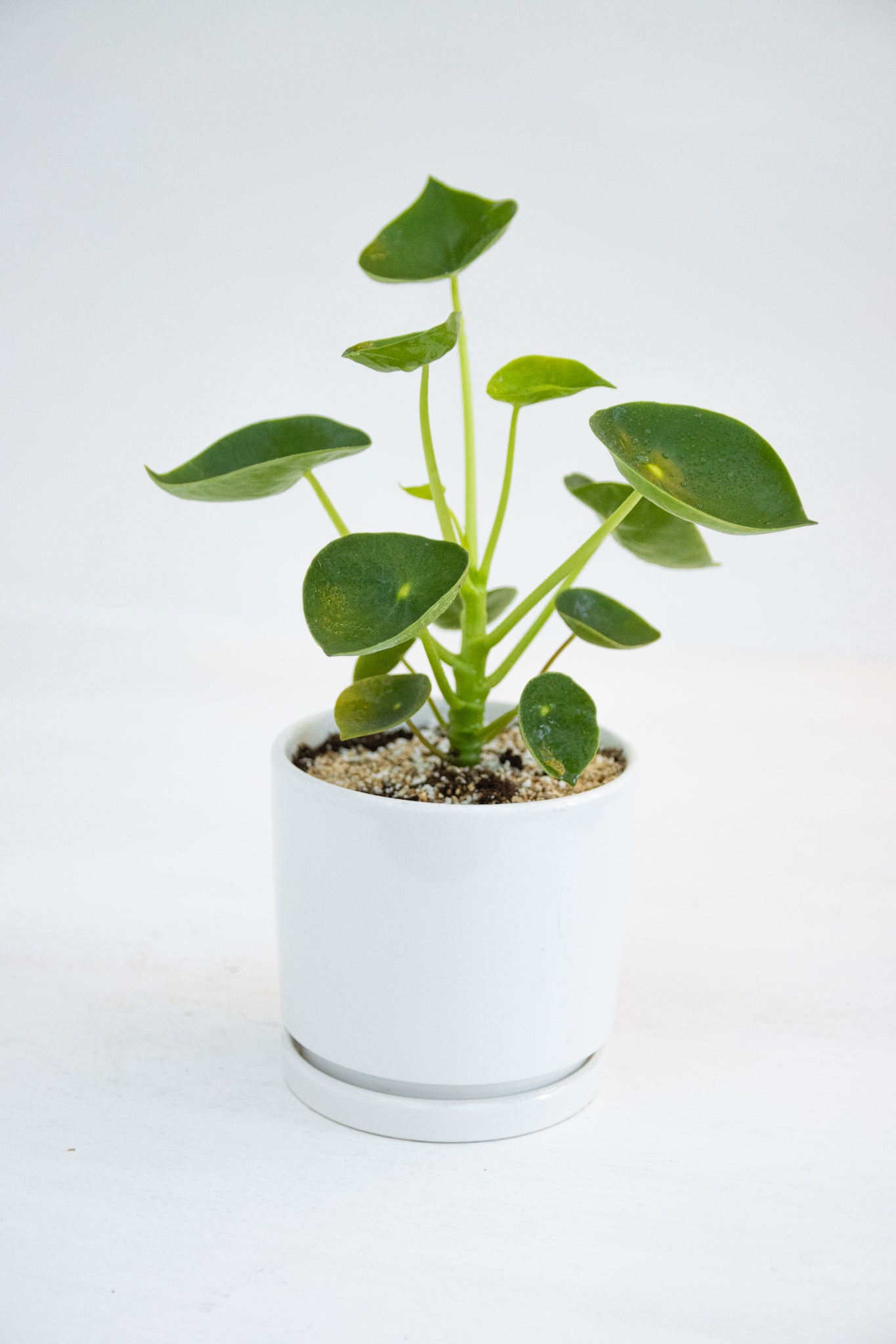 Peperomia Cucharita