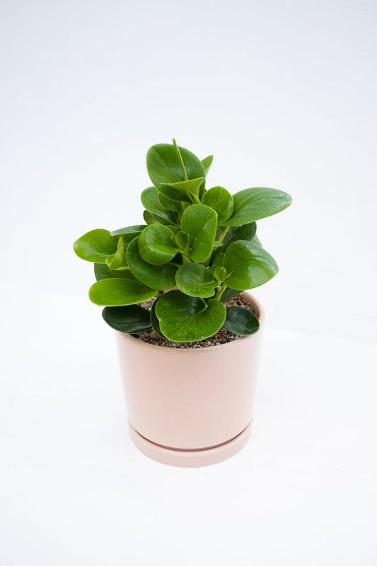 Peperomia obtusifolia