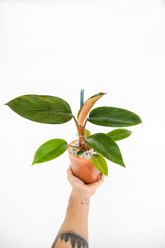 Philodendron Imperial Congo Red