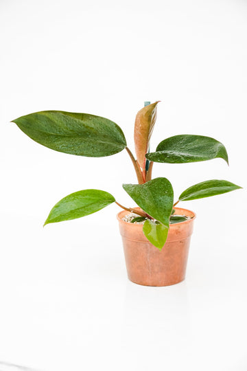 Philodendron Imperial Congo Red