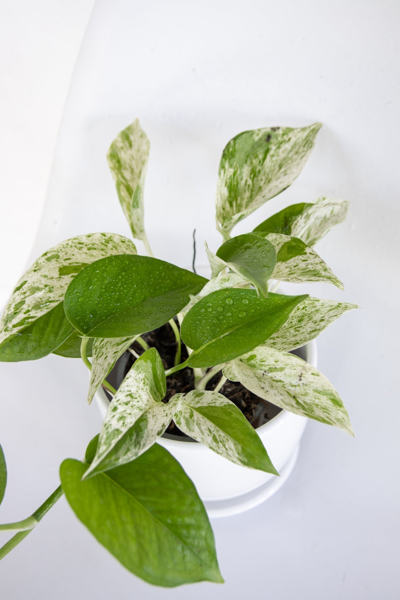 pothos marble queen cuidados Pothos Marble Queen | Planta variegada colgante | Comprar