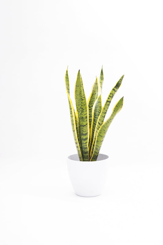 Sansevieria - Kenäz