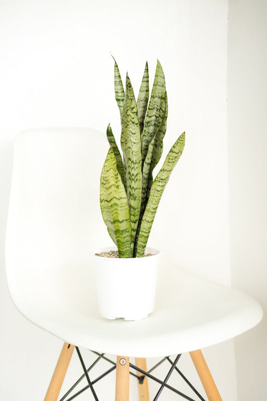 Sansevieria Zeylanica - Kenäz