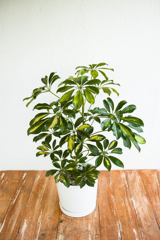 Schefflera - Kenäz