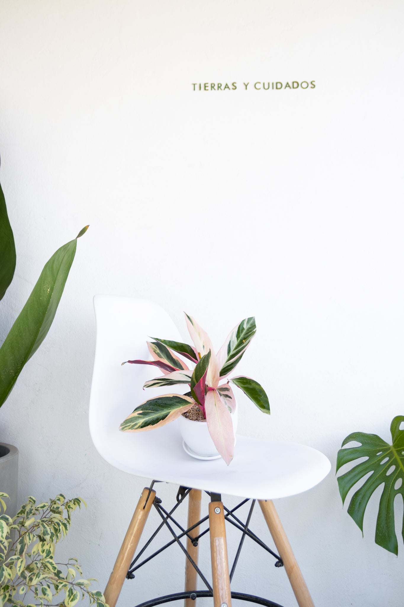 Stromanthe Sanguinaria - Calathea Tricolor - Kenäz