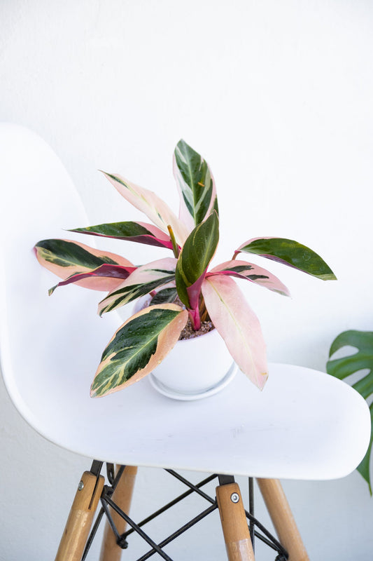 Stromanthe Sanguinaria - Calathea Tricolor - Kenäz