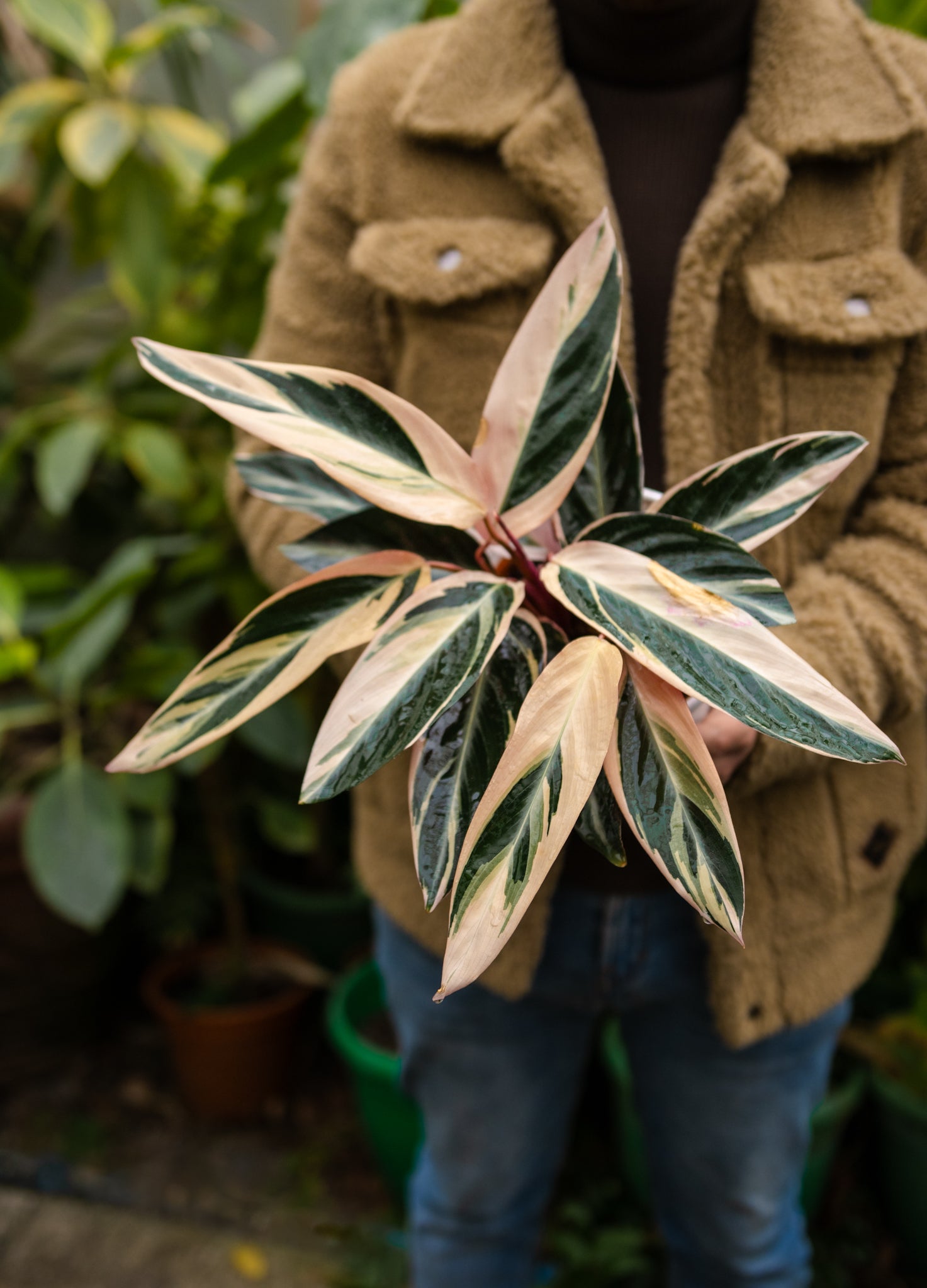 Stromanthe Sanguinaria - Calathea Tricolor - Kenäz