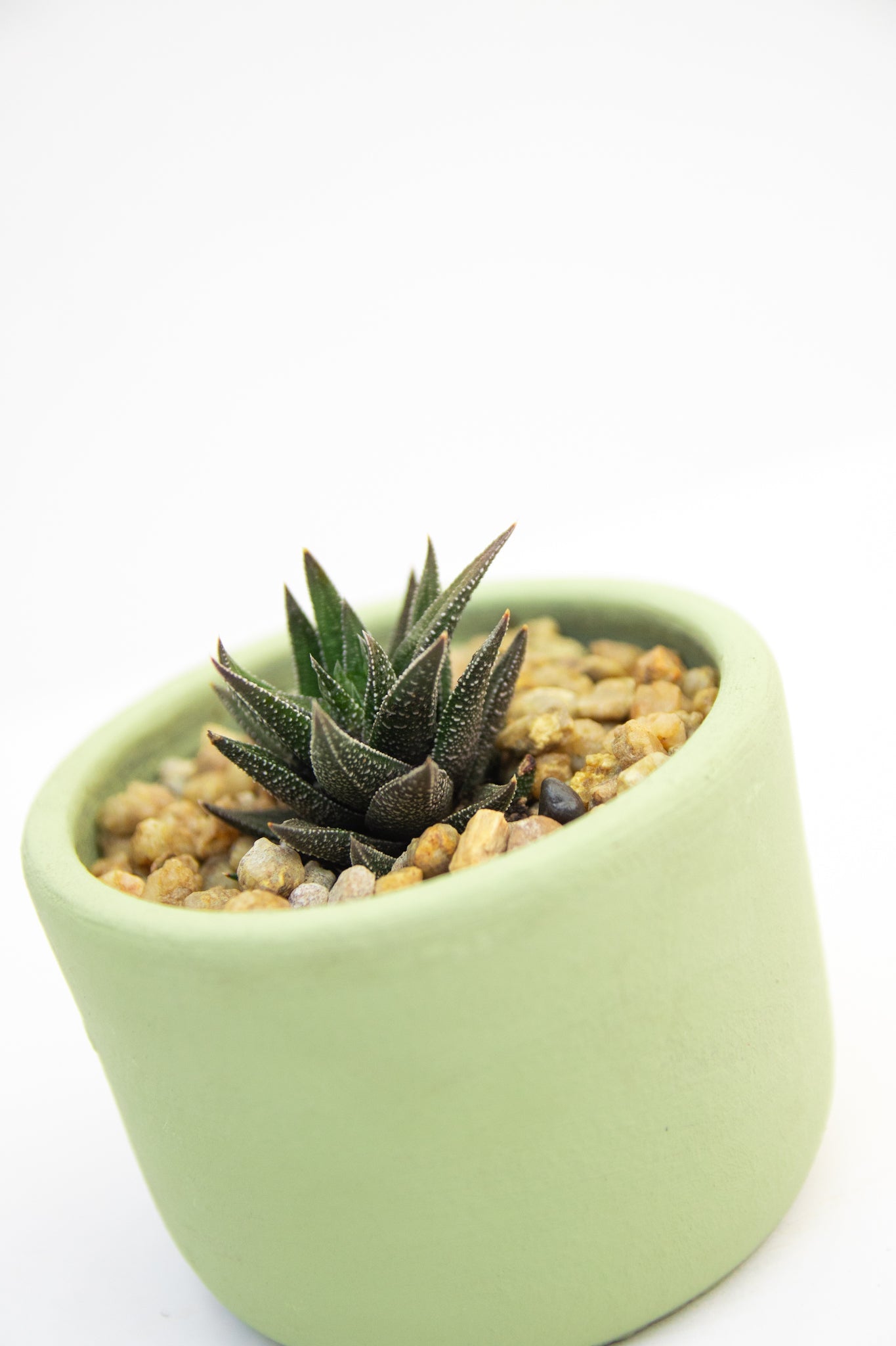 Suculenta Mediana - Kenäz