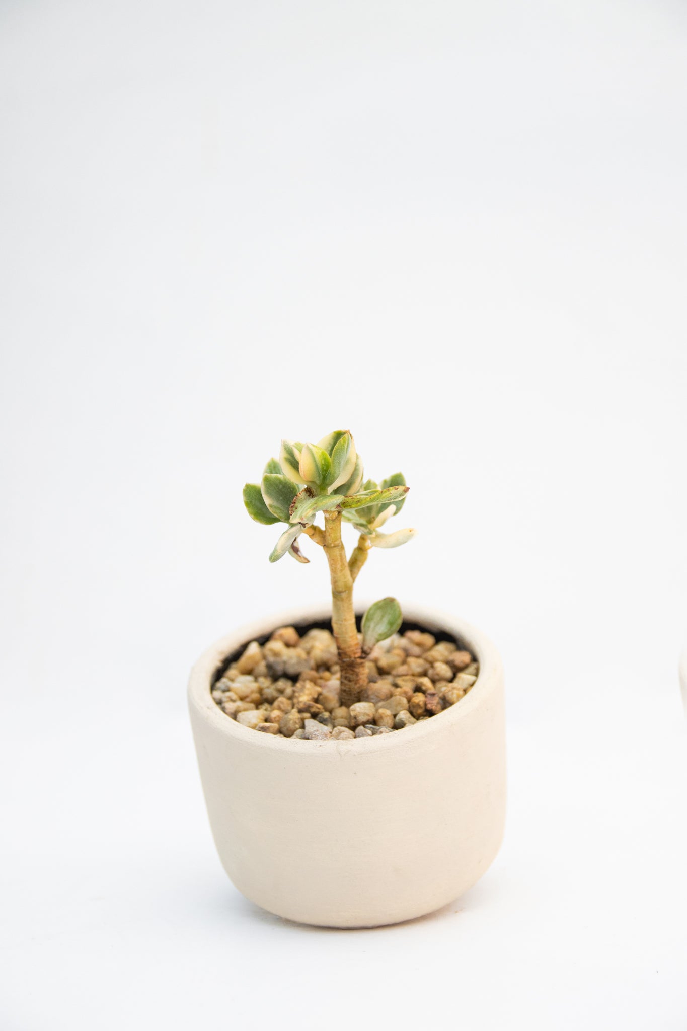Suculenta Mediana - Kenäz