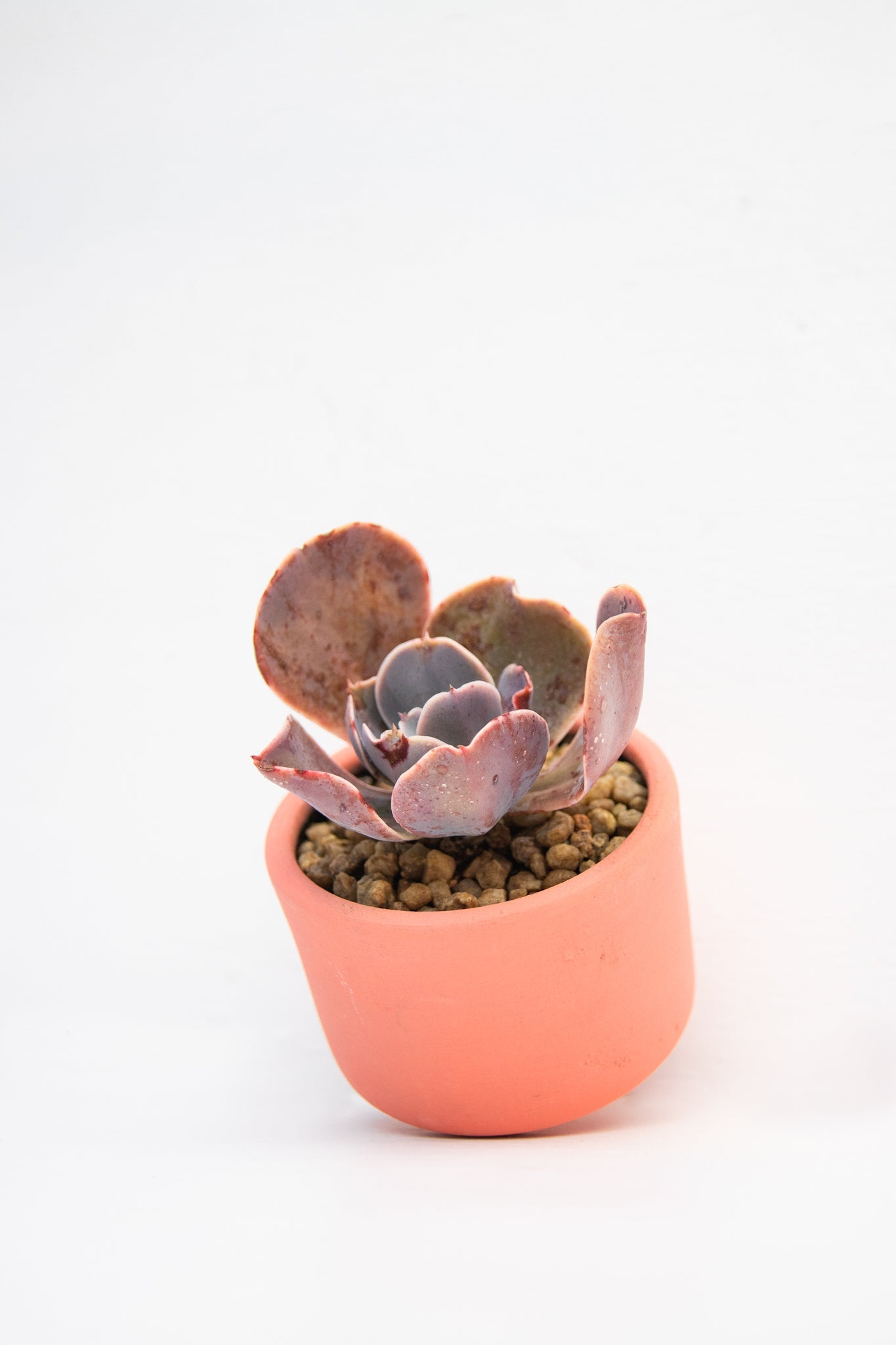 Suculenta Mediana - Kenäz