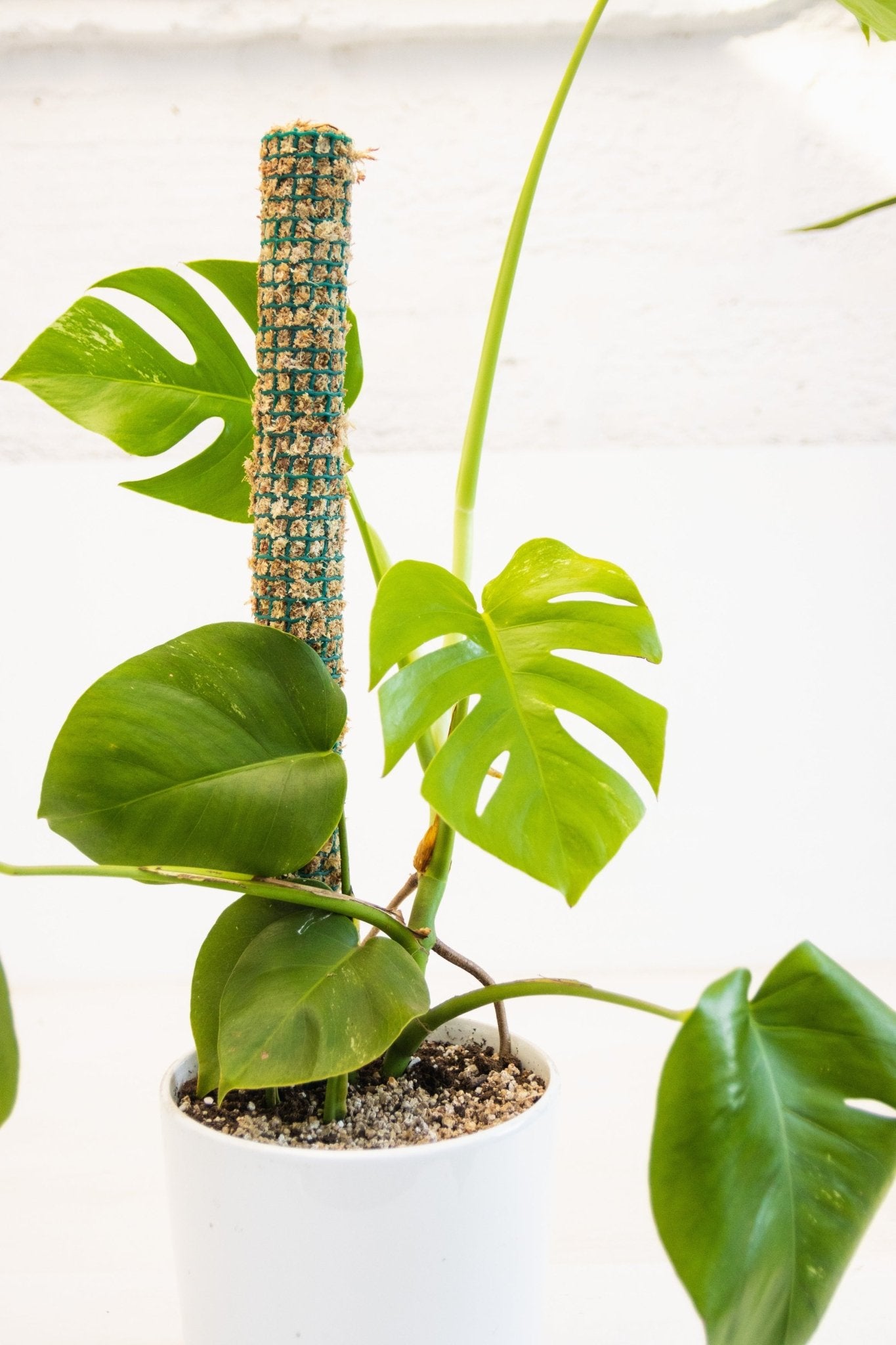 Tutor de Musgo | Soporte para plantas trepadoras